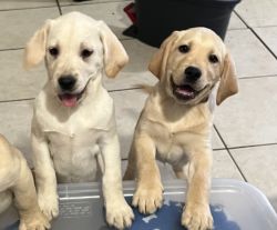 AKC Labrador Puppies for sale