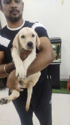 Female Labrador puppy for sale chennai