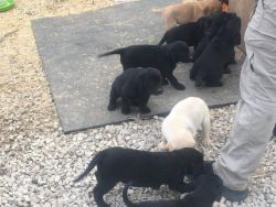 10 full blooded grade lab puppies to good homes 9 weeks old