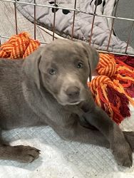 AKC Registered Silver and Charcoal Labs