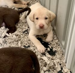 Yellow and Chocolate lab puppies