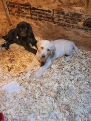 Akc Labrador retriever puppies akc registered