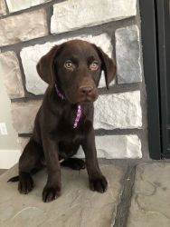 AKC Registered Silver & Chocolate Labs