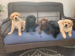 Well trained Labrador retriever puppies for sale
