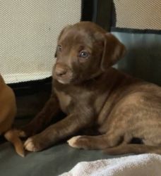 Labrador puppies ready for adoption.
