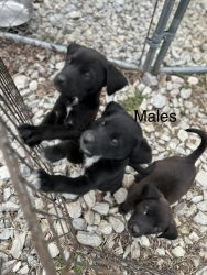 Labrador mixed puppies