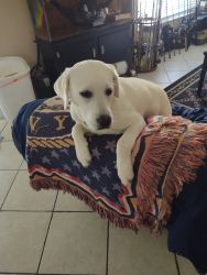 White Lab for Sale