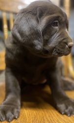 Trixie Female Chocolate lab puppy
