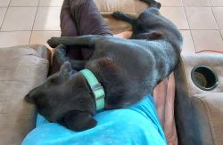AKC registered Black Labrador Retriever