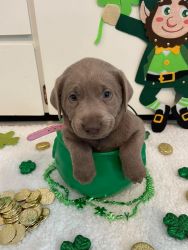 AKC Silver & Charcoal Labrador Retriever Puppies For Sale!