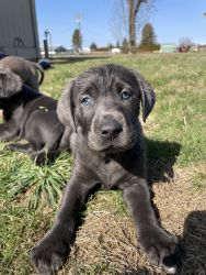 Akc silver and charcoal labs