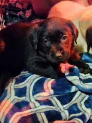 AKC FEMALE LAB AVAILABLE NOW