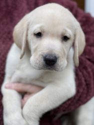 Labrador Retriever Puppies - family raised - NY