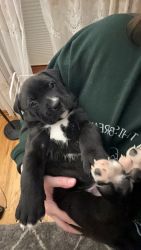 Boxer/Lab/Husky/Pit Puppies