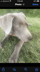 1 year old Silver Labrador mix for sell/re-home