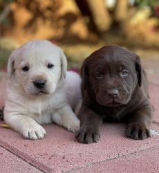 Healthy Labrador Puppies