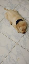 Labrador puppy high quality for sale (selling my puppy due to my work