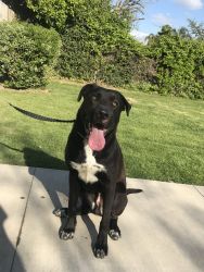 Rehoming a LabraDane. 1 year old!