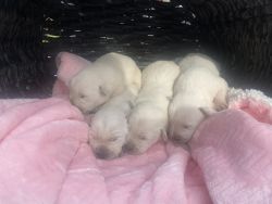 White labrador puppies