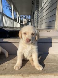 AKC Lab Puppies For Sale