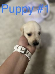 Purebred Lab Puppies for sale
