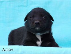 Labrador Retriever/Australian Cattle Dog Puppies