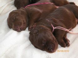 Chocolate lab pups