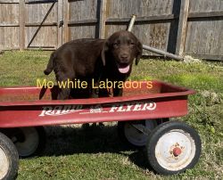 Akc Female Chocolate Labrador