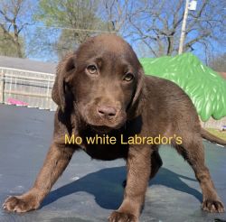 Akc Female chocolate Labrador