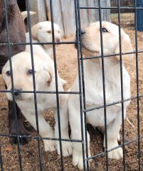 AKC yellow labs looking for new forever home