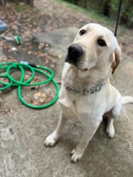 Full blood yellow lab for sell 1 yrs old