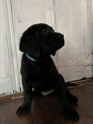 AKC Black lab puppy