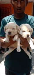 Labordor puppies male and female for sale