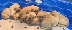 AKC Labrador Retriever puppies