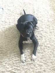 Kid friendly lab pit mix to rehome