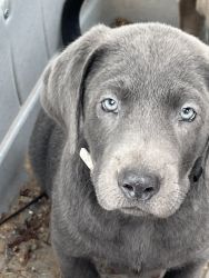 AKC REGISTERED Silver/Charcoal lab puppies