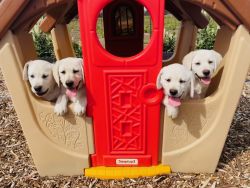 AKC English Labrador Puppies