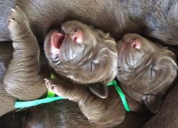 Labrador Retriver puppy Available for Adoption via Rehoming