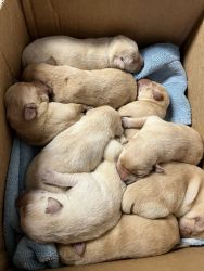 AKC registered English yellow lab puppies 4 sale
