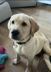 Lab Puppy for Sale
