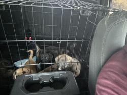 Free Catahoula and Lab mix