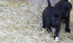 Black Labrador retriever puppies, Brennans Labradors