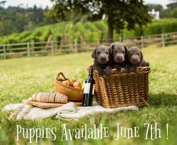 AKC, Health Certified Silver Lab Pups Avail June 7 2023