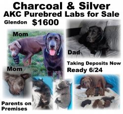 Charcoal & Silver AKC Puppies Available