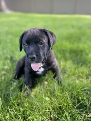 Labrador mix puppies for sale