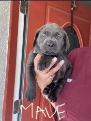 Charcoal Lab puppies for sale