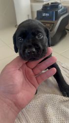 AKC lab puppies for sale