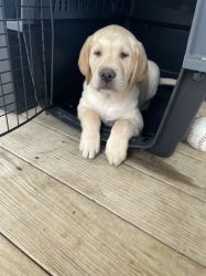 New Littre Labrador Retriever puppies