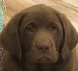 Only buy DNA certified chocolate Labradors