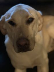 2- Year-Old Female Lab Potty trained, and Spay. Needs a New Home